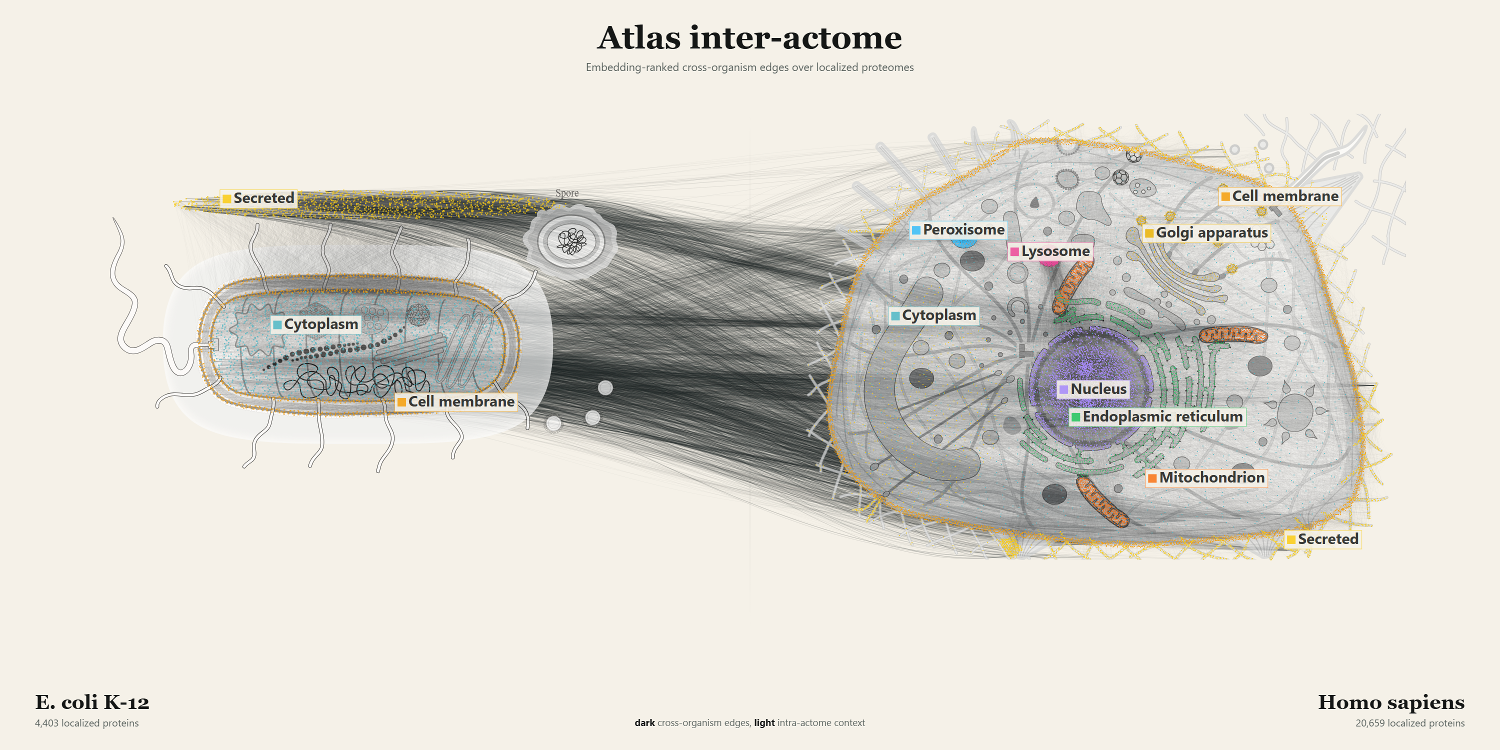 Atlas inter-actome map between E. coli K-12 and human proteins